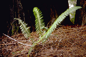 Redwood National Park REDW9357.jpg