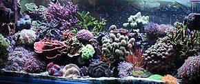 Aquarium filled densely with corals in many shapes, and bright colors including pink, purple, blue and green.