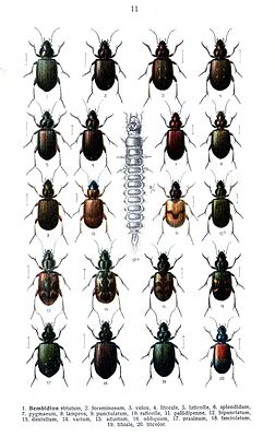 Bembidion