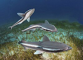 Remora (vis)