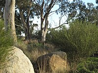 Revegetation in 2009, planted in 2004 Revegetation Westerfolds Park 2009.JPG