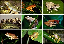 Rhacophoridae diversity.jpg