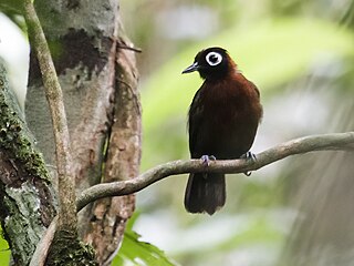 <span class="mw-page-title-main">Chestnut-crested antbird</span> Species of bird