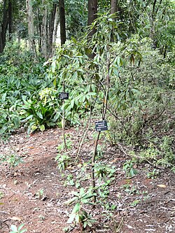 Rododendron facetum - Kunming Botanical Garden - DSC02830. 
 JPG