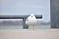 * Nomination Ring-Billed Gull --Fabian Roudra Baroi 04:41, 3 April 2023 (UTC) * Promotion  Support Good quality. --痛 21:47, 8 April 2023 (UTC)