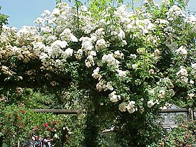 A Rambling Rector cikk illusztráló képe