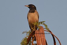Rosy Starling Үндістан