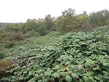 R. armeniacus bush covering a field in Germany Rubus armeniacus Massenbestand.jpg