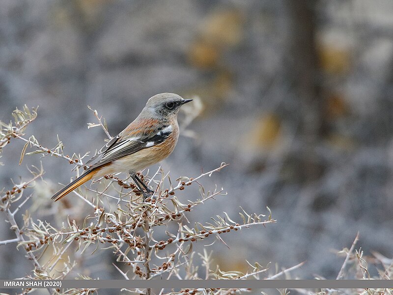 File:Rufous-backed Redstart (Phoenicurus erythronotus) (51169667679).jpg