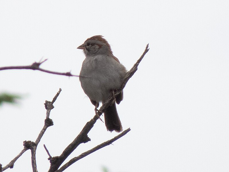 File:Rufous-winged Sparrow San Pedro RNCA@ Fairbanks AZ 2018-08-08 09-48-25 (44383157691).jpg