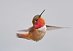 Thumbnail for File:Rufous Hummingbird, male 06.jpg