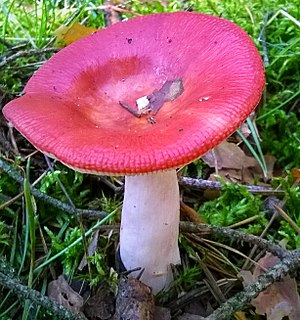 <i>Russula emetica</i> Species of fungus in the family Russulaceae with a wide distribution in the Northern Hemisphere