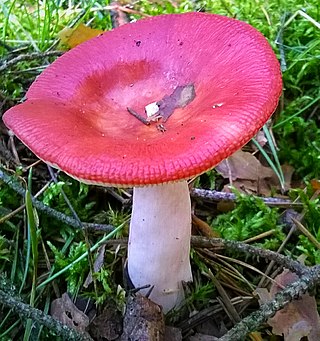 <i>Russula emetica</i> Species of fungus in the family Russulaceae with a wide distribution in the Northern Hemisphere