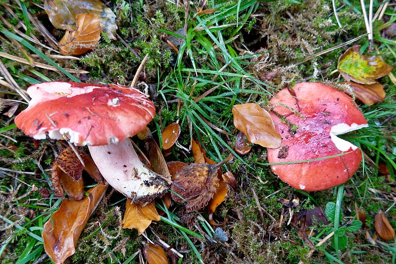 File:Russula sanguinaria (45519797632).jpg