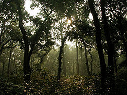 יערות גשם בפארק הלאומי צ'יטוואן