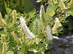 Miniatura para Salix bicolor