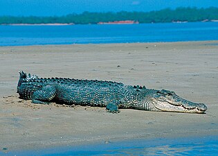 Cocodrilo de agua salada cerca de Darwin.