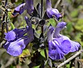 Salvia melissodora 3.jpg