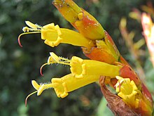 Sanchezia nobilis at Wayanad (5).jpg