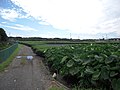 所沢市下富の三富新田風景