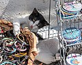 * Nomination Playing cat in Pirgos Kallistis, Santorini, Greece --XRay 04:59, 13 November 2017 (UTC) * Promotion Nice.--Agnes Monkelbaan 06:13, 13 November 2017 (UTC)