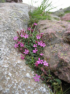 Saponaria ocymoides subsp alsinoides.jpg