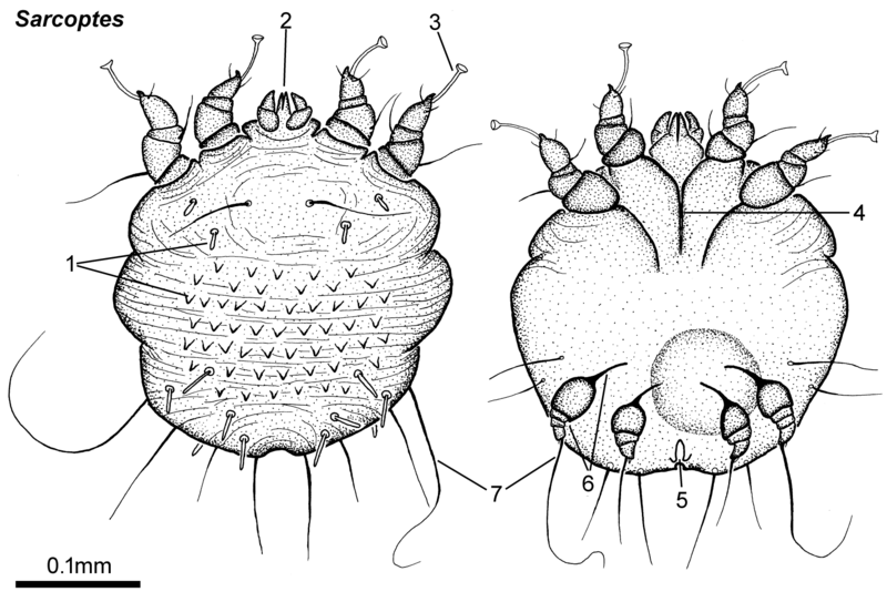 File:Sarcoptes female dorsal ventral.png