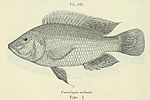 Miniatura per Sargochromis mellandi