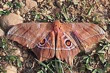 עש שבתאי (Imbrasia epimethea) .jpg