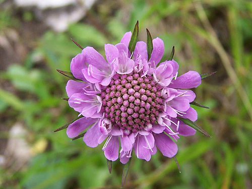 Scabiosa lucida a1.jpg