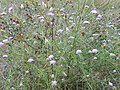 Miniatura para Scabiosa turolensis