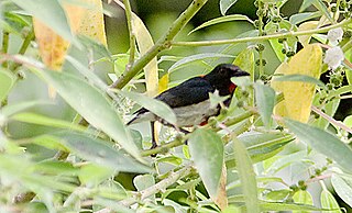 <span class="mw-page-title-main">Scarlet-collared flowerpecker</span> Species of bird