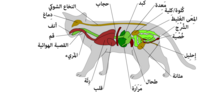 Миниатюра для Файл:Scheme cat anatomy-ar.png