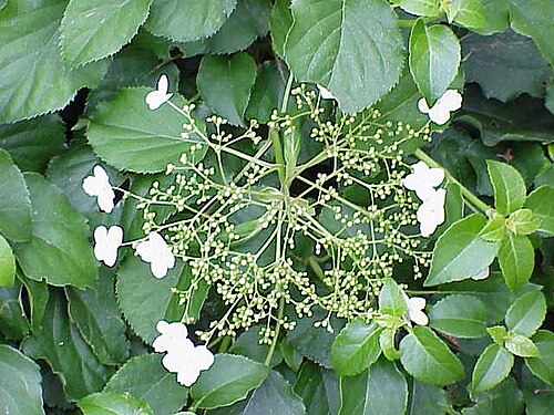 Schizophragma integrifolia1.jpg