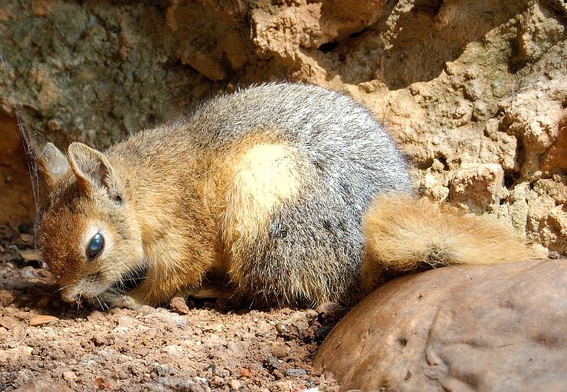 File:Sciurus anomalus - Jeita Grotto (cropped).jpg