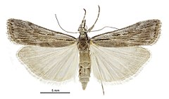 Scoparia ejuncida female.jpg