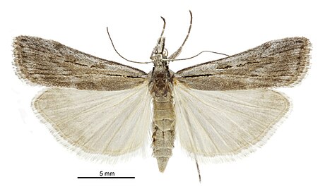 Scoparia ejuncida