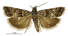 Scoparia pascoella