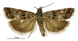 <i>Scoparia pascoella</i> Species of moth