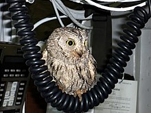 Potential foreign object debris (in this case, a Scops owl) found in the wheel well of an F/A-18 Hornet on a US aircraft carrier Screech Owl named Fod found on USS Harry S. Truman (CVN 75).jpg