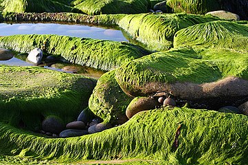 Sea Grass at rest between tides