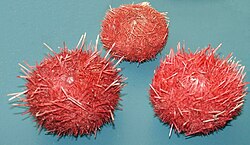 Sea urchins, Sterechinus neumayeri.jpg