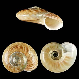 <i>Ilanga gotoi</i> species of mollusc