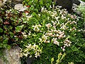 Sedum anglicum