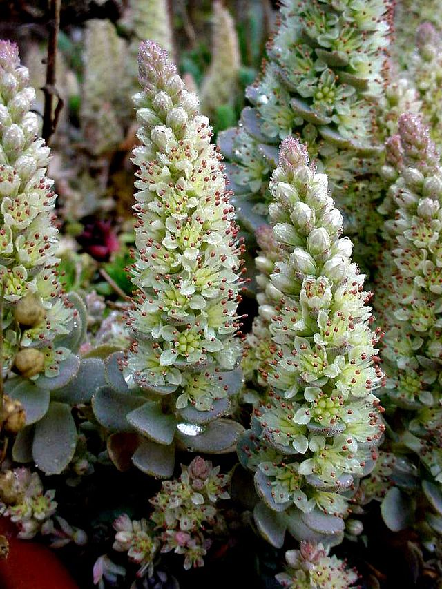 Orostachys iwarenge