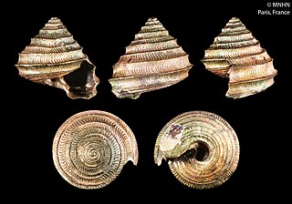 <i>Seguenzia eutyches</i> Species of gastropod