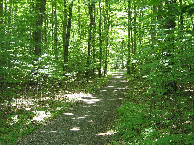 File:Sentier Parc national du Mont-Saint-Bruno.JPG