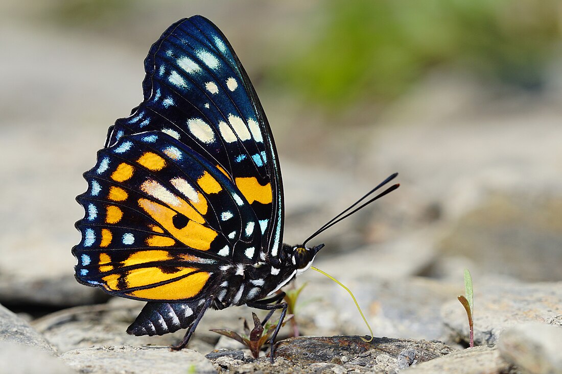 File:Sephisa chandra androdamas male 20141019.jpg