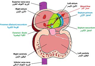 Septum secundum