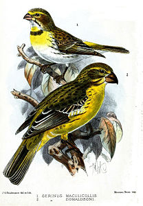 SerinusKeulemans.jpg